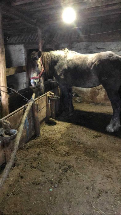 De vanzare Armasar !