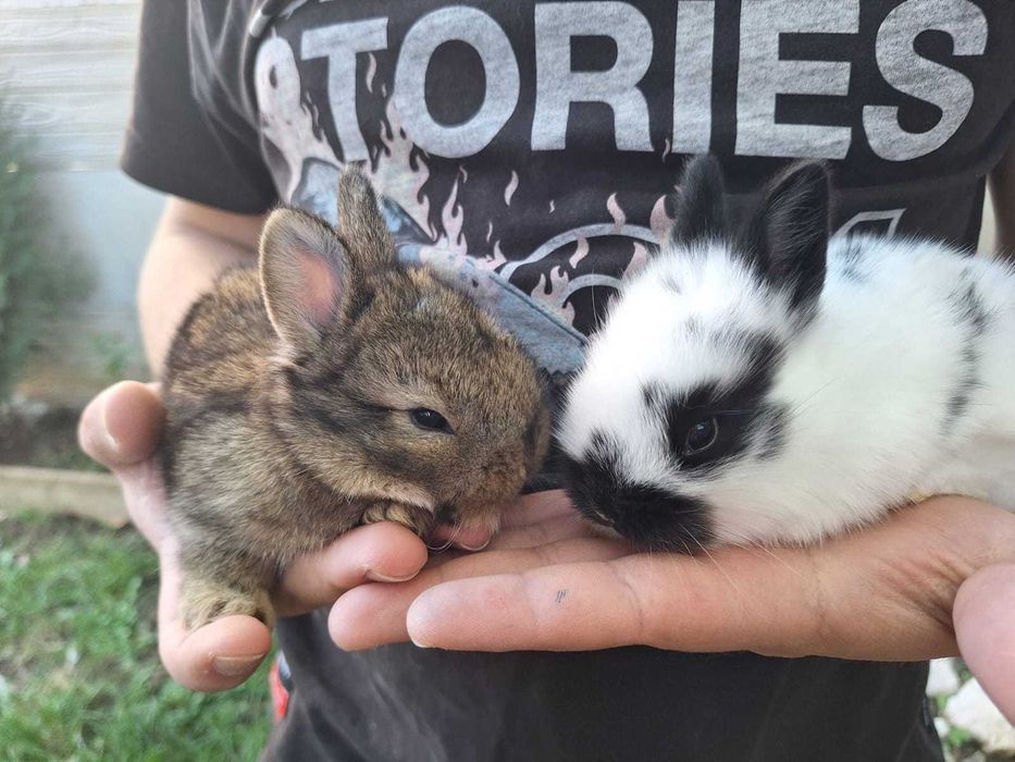 Iepurași cap de leu