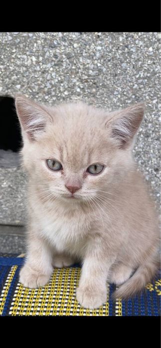 Продаются котята