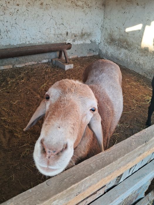 Кучкор сотилади .