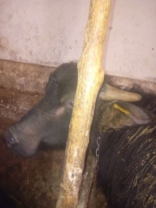 Vând vițel de bivolita