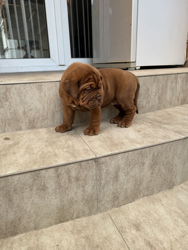Дог от Бордо / Dogue de bordeaux