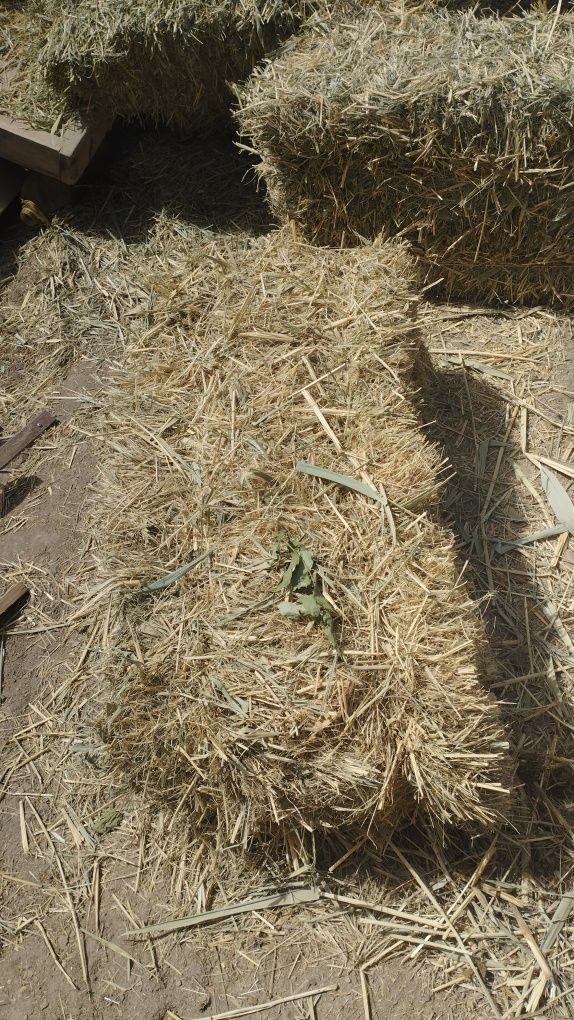 Pers sotiladi narxi kelishiladi koʻproq olsayiz dastafka bor