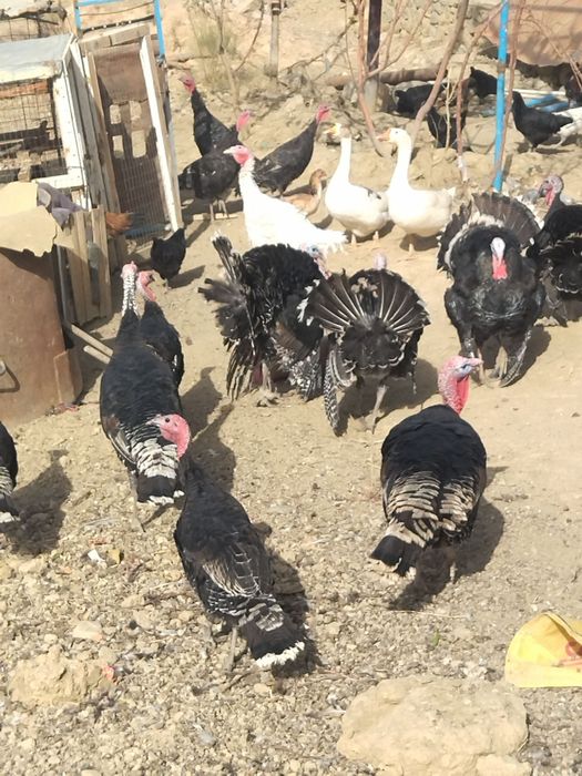 Қашқадарё вулояат қамаши туман хазирати Лангар ота қишлоғидан м