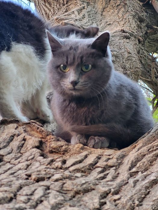 Котёнок красивый