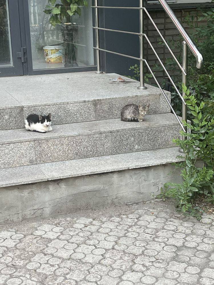 Котята в добрые руки