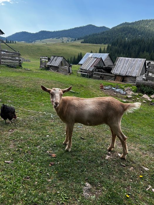 Vând capre bune de lapte, carpatine