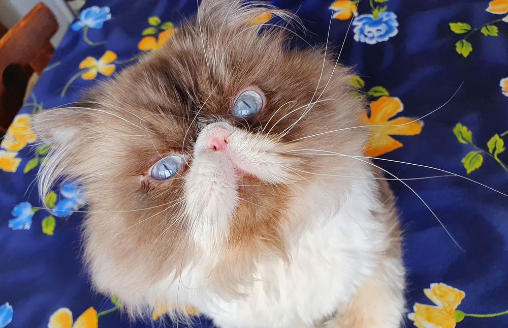 Персийско котенце