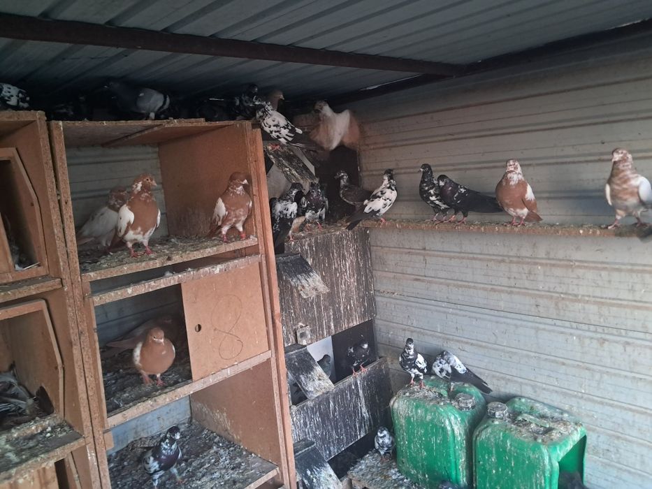 Vand porumbei tippleri