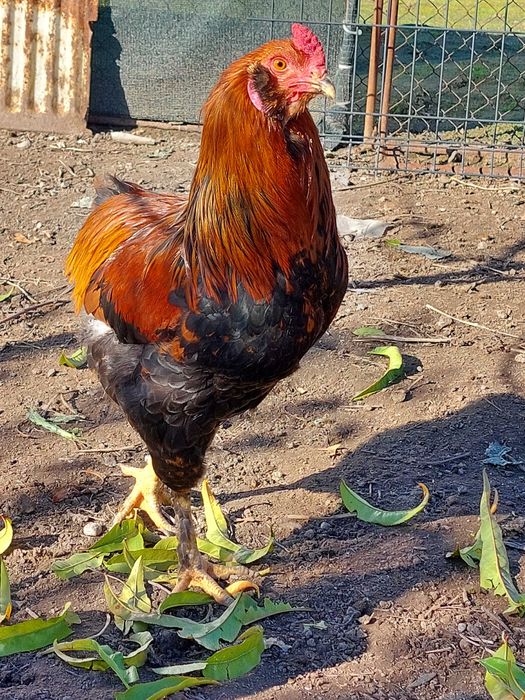 Петли млади 7 месеца