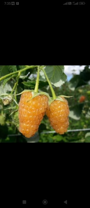 Продам саженцы малины