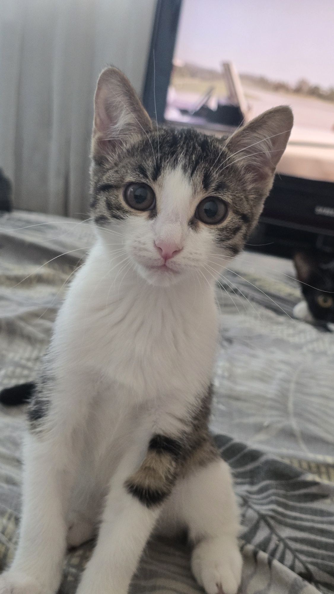 Котята 4 месяца ищут дом