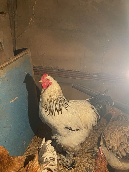 Петух продам или обмен