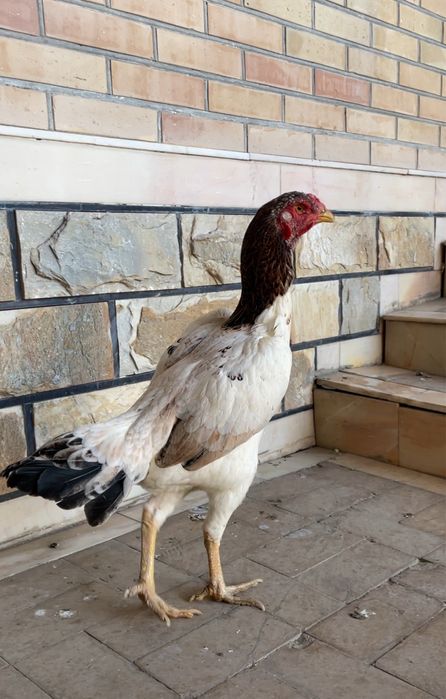 Yapon shamo tulak tovuq tuxumga yaqin