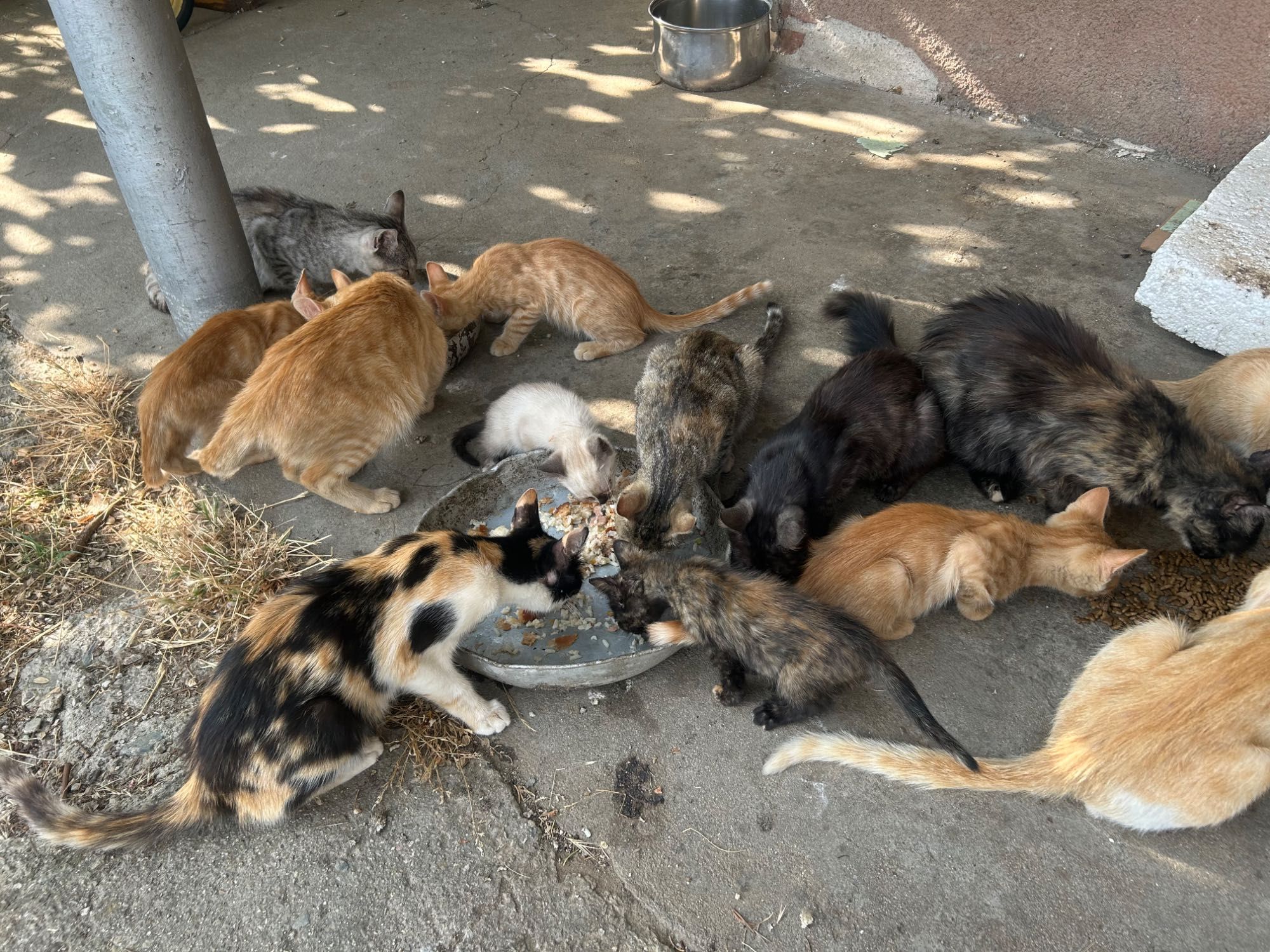 Многоцветни Сладки котенца