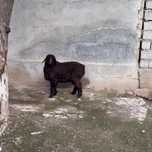 Qoylar Qõchqorlar Qõzilarimiz bor uzbegim_qassoblari