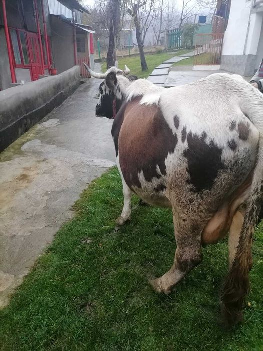 Vacă gestanta de vânzare