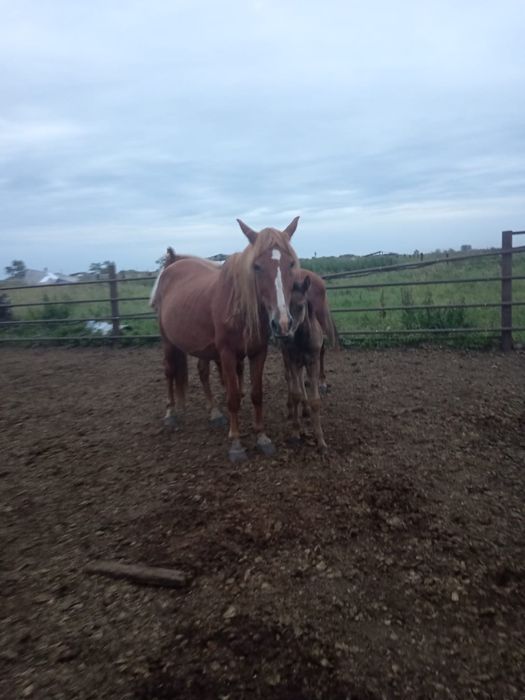 Құлынды бие мен байтал сатамын!