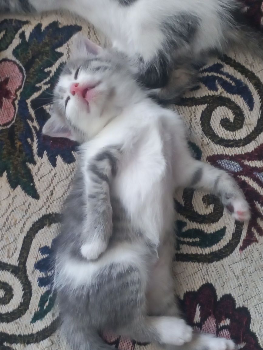 отдам котят в добрые руки