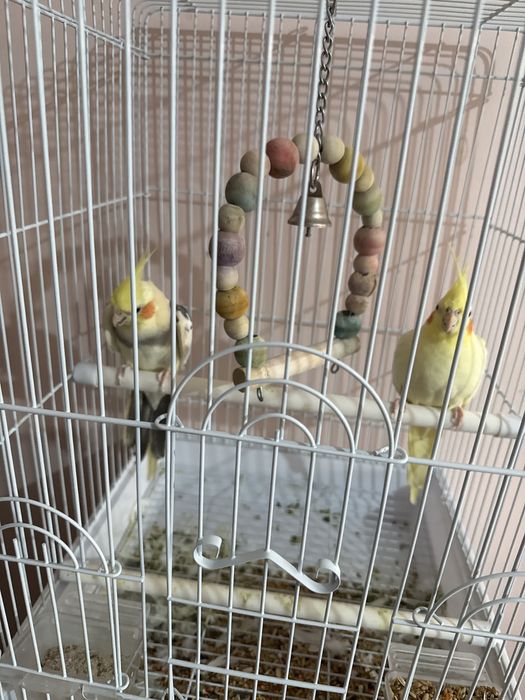 Продават се папагали (Корела)