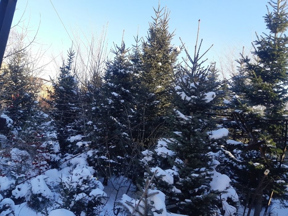 Ветки еловые(ель новогодняя+шишки еловые).