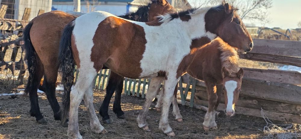 Продам лошадей оптом