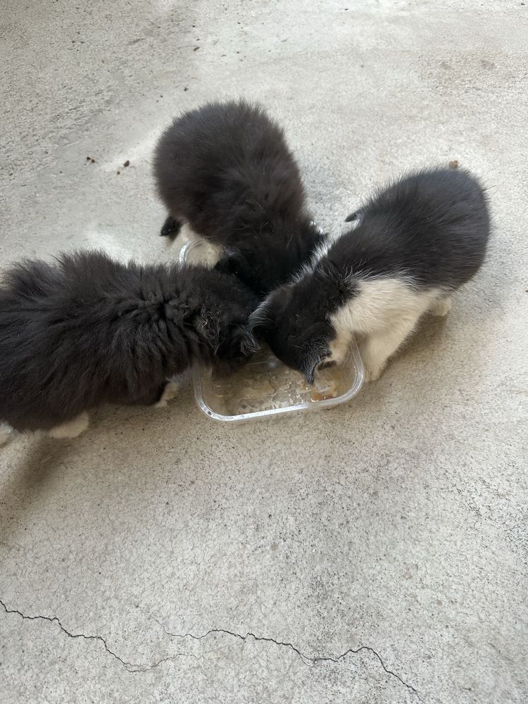Отдам беслпатно котят