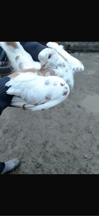 Porumbei De Diferite Rase