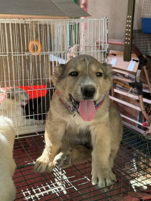 Собака ит кушік алабай