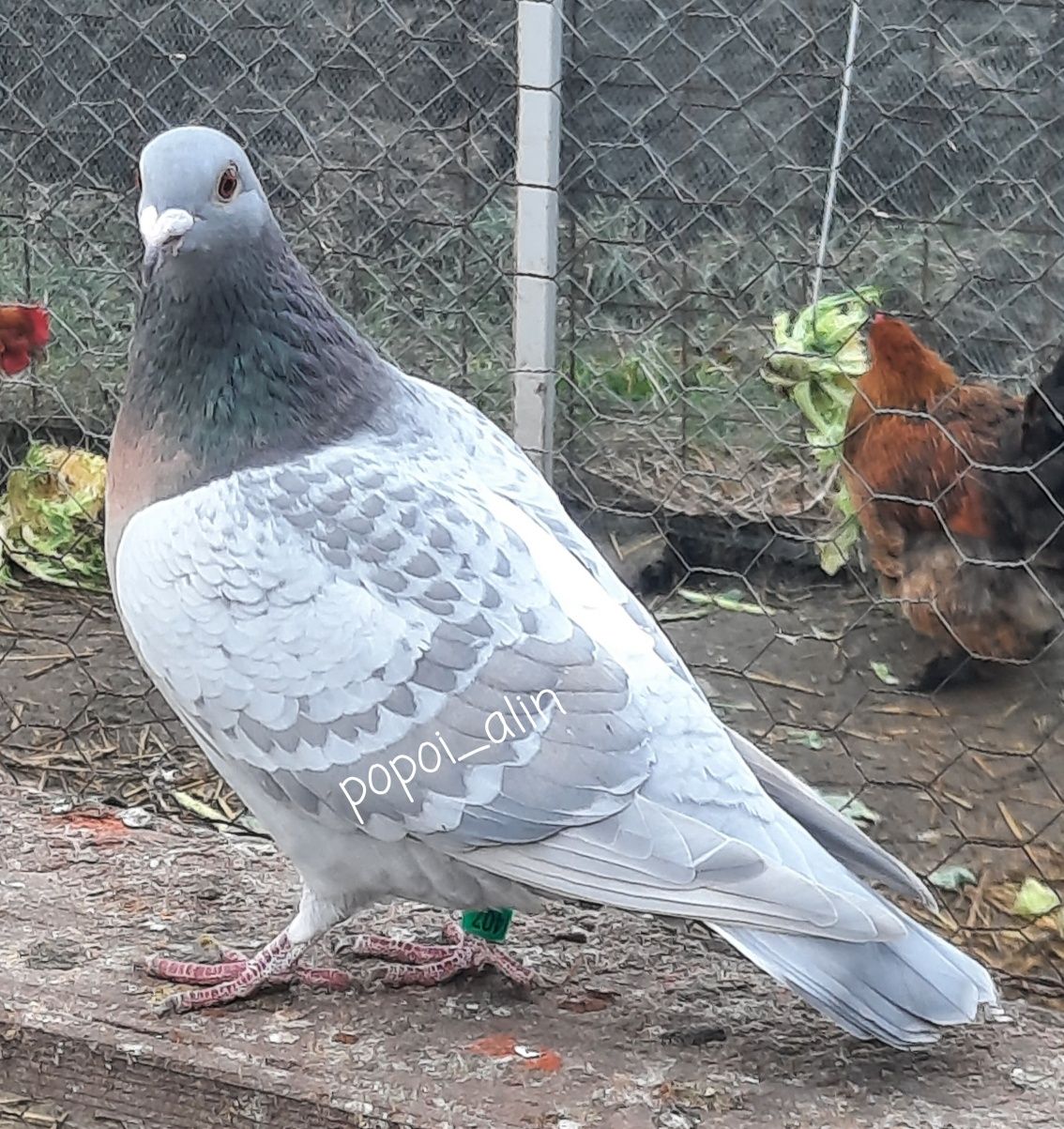 Porumbei voiajori colorati gold indigo