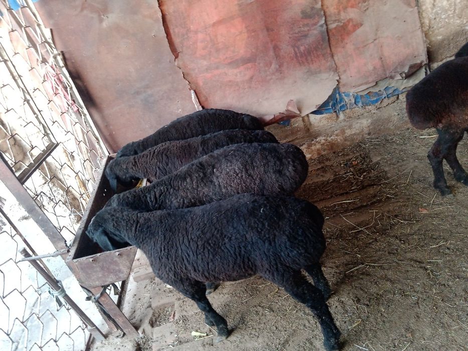 Qo'chqo'r Chirchiq 4mln DOSTAVKA si bor tekin