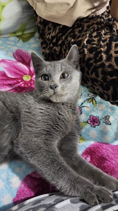 Отдам котенка в добрые руки,  привезем сами если нужно.