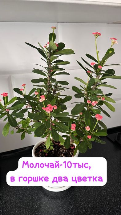 Женское счастье, Молочай