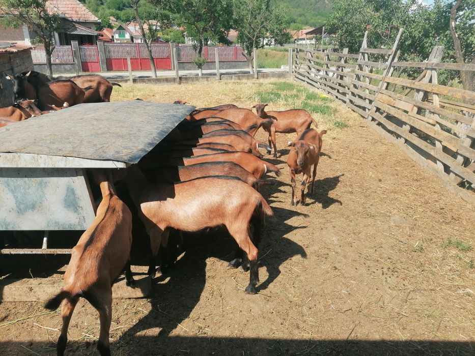 Disponibil (de vanzare) 10 femele nascute in 2025.01-02.