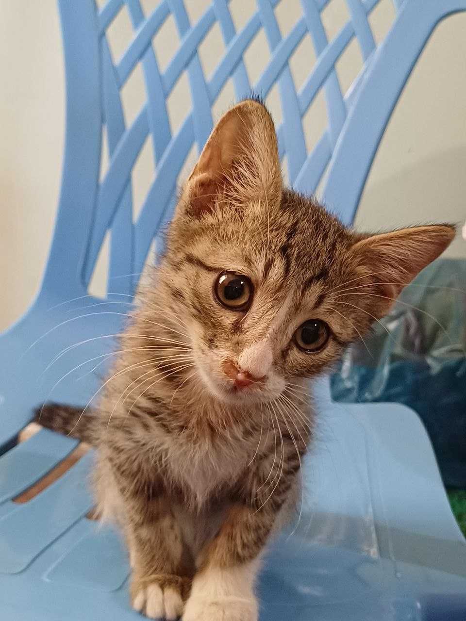 Отдам в хорошие руки котенка