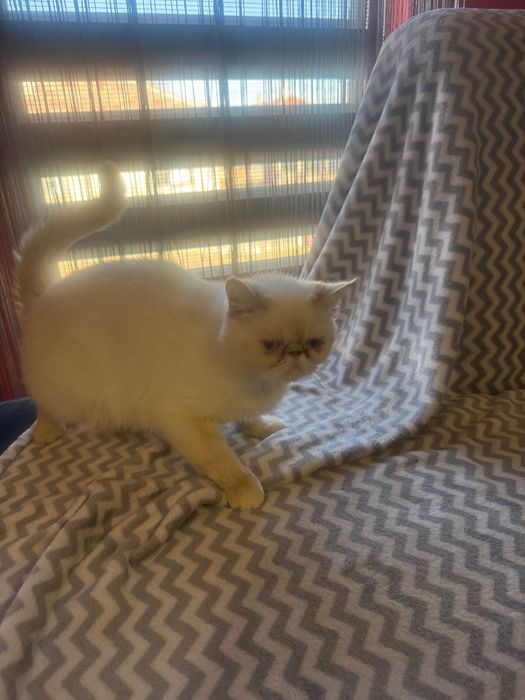 Женска Екзотична котка