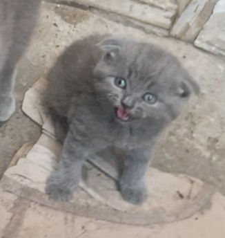 Скотиш фолд девочка