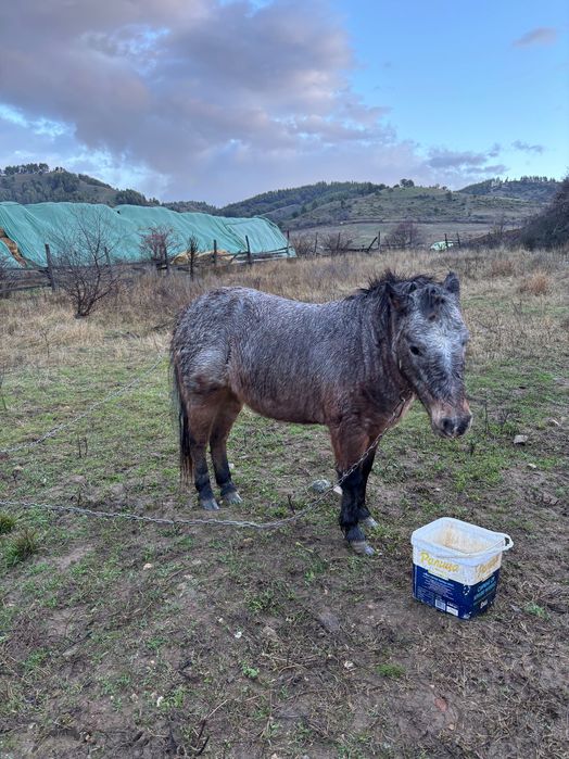 Женско Пони заплодено