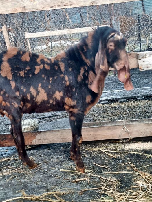 Продаётся  козёл порода  камори