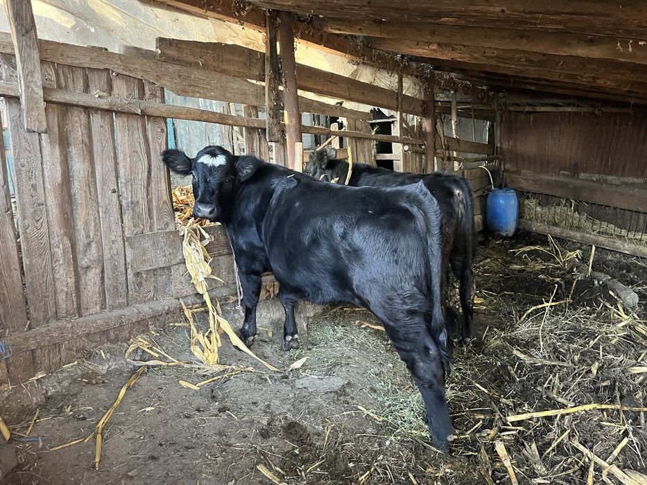 Vand 2 vitei de carne-300 kg, 6-8 luni