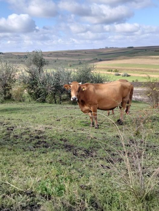 Vînd văcuță buna de lapte