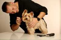 Kiss Pet Hair Studio-Coafură canină & Cosmeticā