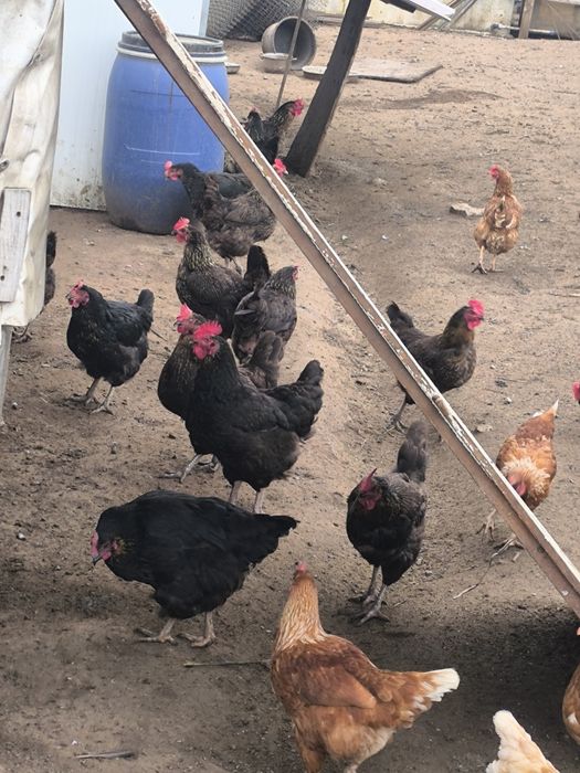 Кокошки носачки харко