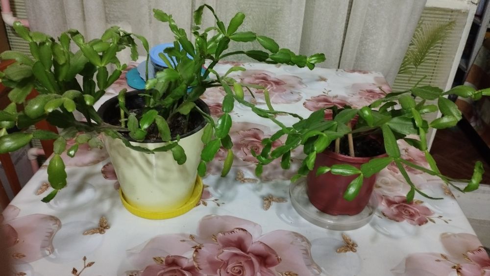 Комнатные растения