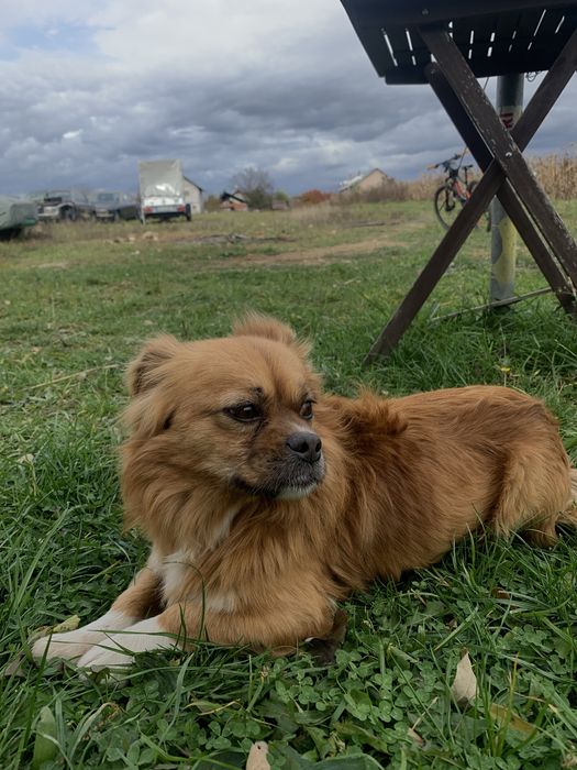 Donez catel pierdut sau abandonat.