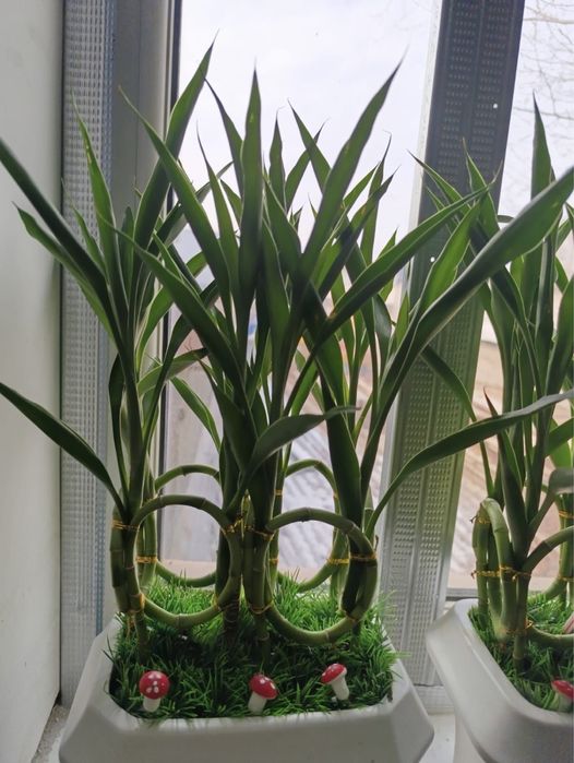 Бамбук для привлечения  достатка