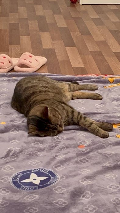 отдам кота в хорошие руки