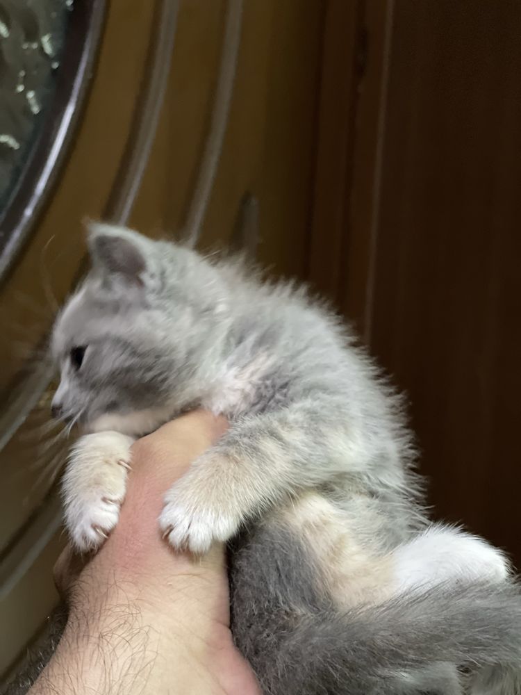 Скотиш.        страйт
