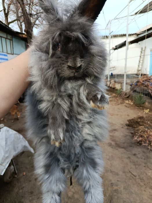 Продам котла и крольчиха парочки самка и самец  большие парода