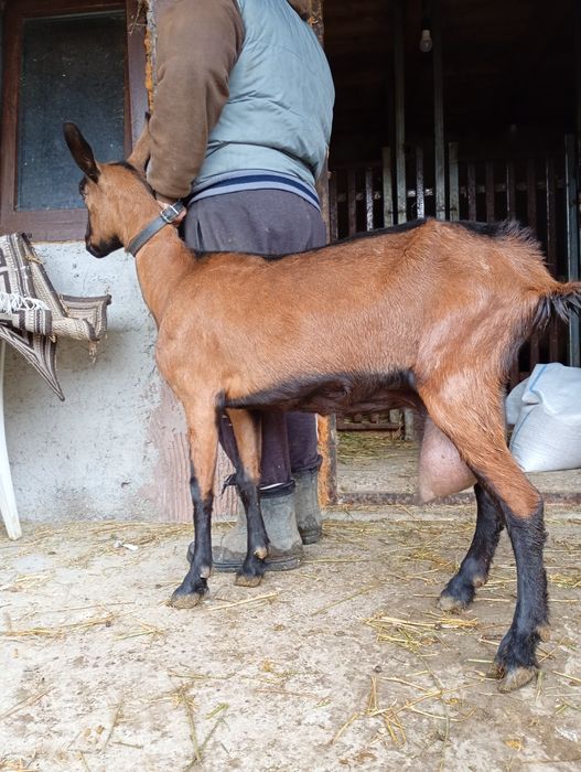 Alpină Franceză rasă pură 5 capre de lapte